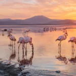 Tuz Gölü’nde Flamingo Varlığı ve Koruma Çalışmaları Sevindirici Boyutta