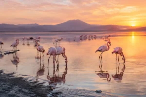 Tuz Gölü’nde Flamingo Varlığı ve Koruma Çalışmaları Sevindirici Boyutta